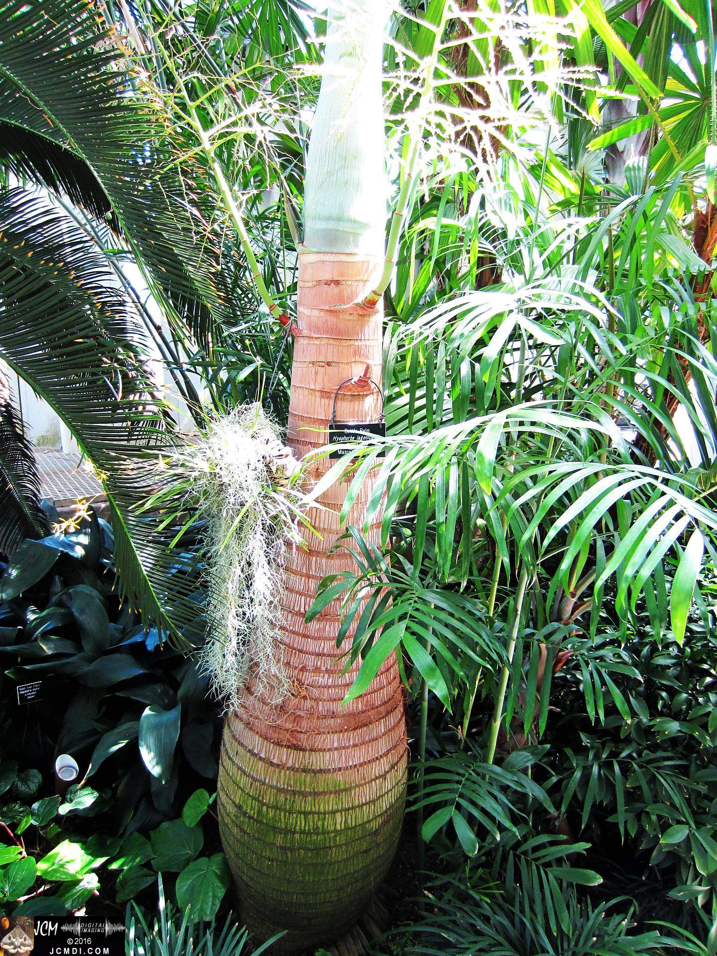 Como Zoo conservatory, MN tropical palm